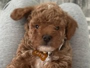 Oyuncak Suratlı Mini Boy Poodle Yavruları