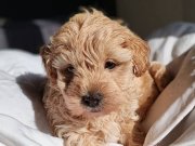 Show kalite maltipoo 