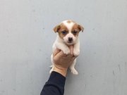 Avuç İçi Kadar Enerji Küpü Jack Russell