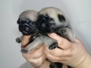 Ev üretimi Mini boy pug bebekler