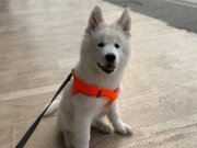 Bembeyaz dünyalar yakışıklısı bir samoyed 