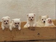 Premium Spitz Yavrular