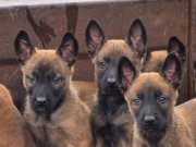 Elite Kan Hattı Belçika Kurdu Yavruları Üst Segment