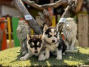 Irk ve Sağlık Garantili Husky Yavrular