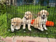 Bebek Yüzlü Golden Yavrular