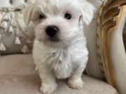 Kilo garantili kore kan maltese terrier bebekler