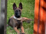 Keskin bakışlar lüks kan hattı