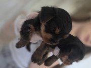 Yorkshire Terrier Minik ve Sevimli Yavrular – Sağlıklı & Sos