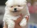 AYI SURAT POMERANİAN BOO BEBEKLER