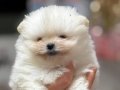 Teddy bear pomeranian boo bebekler