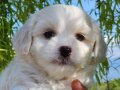 0 numara maltese terrier bebekler