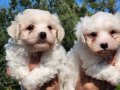 Mini boy maltese bebekler 