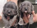 İri kafa cane corso bebekler