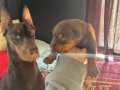 KİNG İRİ GÖĞÜS DOBERMAN YAVRULAR 