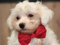 A KALİTE MİNİ BOY MALTESE TERRİER 