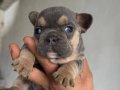 Safkan French Bulldog Yavruları Satılık