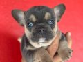 Safkan French Bulldog Yavruları Satılık