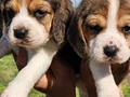 Harika maske beagle bebekler