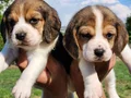 Harika maske beagle bebekler