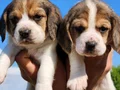 Harika maske beagle bebekler