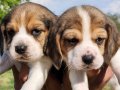 Harika maske beagle bebekler