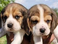 Harika maske beagle bebekler