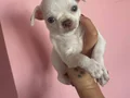 Teacup elma kafa şivava bebekler