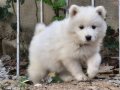 A kalite samoyed yavrular