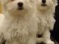 Mini boy A kalite kore maltese bebekler