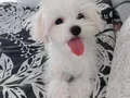 Mini boy A kalite kore maltese bebekler