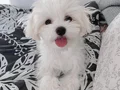 Mini boy A kalite kore maltese bebekler