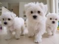 Mini boy A kalite kore maltese bebekler