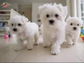 Mini boy A kalite kore maltese bebekler