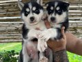 Yüzde yüz ırk garantili husky bebekler