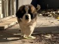 Son dişi saint bernard bebeğim