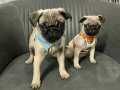 Sıfır burun basık A kalite pug bebekler