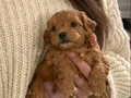 Mini boy A kalite maltipoo bebekler