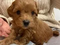 Mini boy A kalite maltipoo bebekler