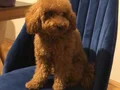 Mini boy A kalite maltipoo bebekler