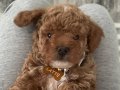 Oyuncak Suratlı Mini Boy Poodle Yavruları