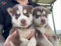 Irk ve sağlık garantili müthiş husky bebeklet