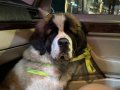Kaçıran pişman olur son erkek saint bernard bebeğimiz
