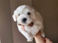 Papyonlu Aristokrat: Sosyal Ortamların Yıldızı Erkek Maltese Terrier