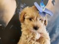 Tam bir leydi A kalite maltipoo dişi bebeğim
