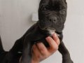 Bursa'nın En Karizmatik Siyah İncisi: 2 Aylık Cane Corso Yavrusu