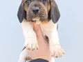 Harika maske beagle bebekler