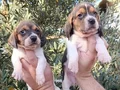 Harika maske beagle bebekler