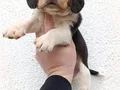 Harika maske beagle bebekler