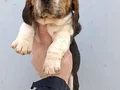 Harika maske beagle bebekler