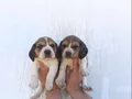 Harika maske beagle bebekler